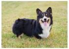 Pembroke Welsh Corgi Puppies - Loving, Intelligent & Socialized Companions 