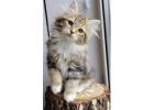 About Rio – How to Find a Siberian Kitten