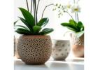 Orchid Pots: The Best Home for Healthy Orchids