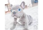 Mini Bulldoggen Welpen – Ihr perfekter kleiner Begleiter wartet!