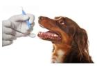 Professional Dog or Cat Dental Care in Richmond for Better Oral Health