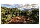 Reliable Forestry Clearing in Hilo Done Safely and Efficiently - Arborist Services 