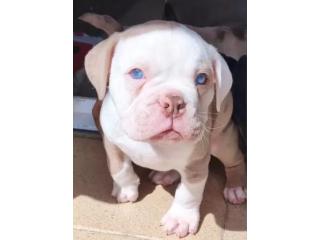 Reinrassige Englische Bulldoggen – Direkt vom Spezialisten!