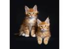 Maine Coon Kittens: Gentle Giants for Every Family