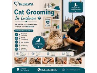 Cat Grooming