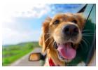 Pet-Friendly Resort in Jim Corbett – Stay with Pets at The Roar Resort