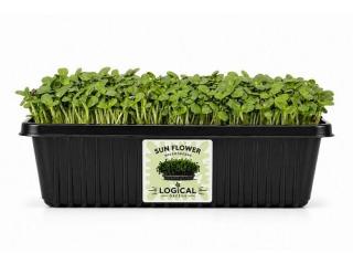 Fresh Sunflower Microgreens – Nutrient-Rich Greens for a Healthy Lifestyle