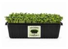 Fresh Sunflower Microgreens – Nutrient-Rich Greens for a Healthy Lifestyle