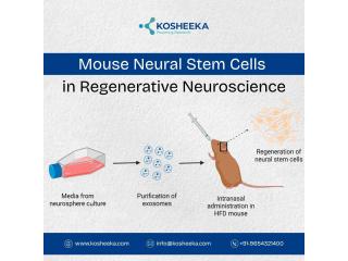 Mouse Neural Stem Cells in Regenerative Neuroscience