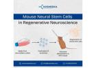 Mouse Neural Stem Cells in Regenerative Neuroscience 