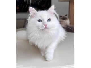 About Tia Places Buy Siberian Kittens