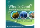 Why Is Coral Restoration Important for Bali’s Oceans?