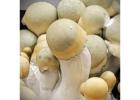Authentic Bluey Vuitton Mushroom Spores for Laboratory Analysis