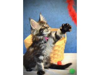 Maine Coon For Sale - Purebred Maine Coon Kittens Available