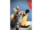 Maine Coon For Sale - Purebred Maine Coon Kittens Available