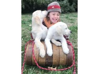 Golden Retriever Puppies Nashville - Healthy, Socialized & Ready for Loving Homes
