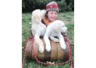 Golden Retriever Puppies Nashville - Healthy, Socialized & Ready for Loving Homes 