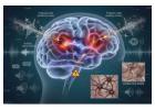 ZenCortex for Ear Ringing Treatment Supplement: Plant-Powered Liquid Drops