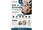 Cat Grooming
