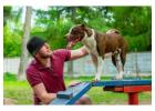 Dog Training Service in Faridabad