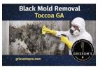 Black Mold Removal GA