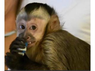 Kylo Capuchin Monkey Pet