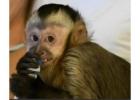 Kylo Capuchin Monkey Pet 