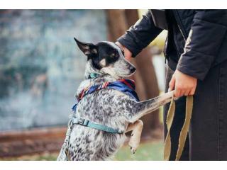 Dog Training Service in