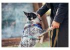 Dog Training Service in