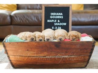 English Cream Golden Retriever Puppies - Loyal, Intelligent & Family-Friendly