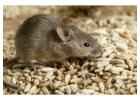 Expert Rodent Control Services in Pearland, TX Near You