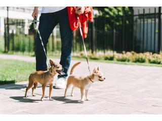 Dog Walkers in