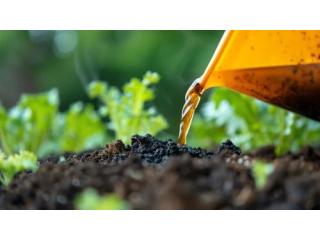 Natural Fertiliser Solutions For Healthier Plants