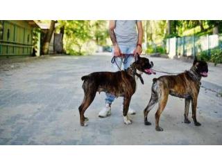 Dog Walkers in Bhopal