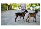Dog Walkers in Bhopal