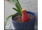 How SmartiLiving Self Watering Products Support Sustainable Gardening