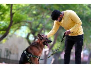 Dog Training Service in Bhopal