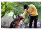 Dog Training Service in Bhopal
