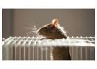 Rodent Control Services in Gurgaon – Safe & Effective Rat Removal