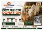 How Can I Support a Cow Rescue Near Me Easily?