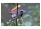 Birding in Corbett