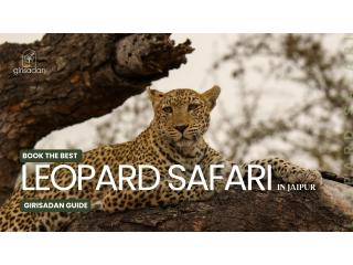 Leopard Safari in Jaipur: A Thrilling Wildlife Experience