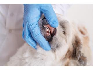 Dog Tooth Extraction | Safe and Compassionate Dental Care