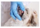 Dog Tooth Extraction | Safe and Compassionate Dental Care 