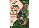 Rare Indoor Plant Shop – Exotic Plants for Every Space