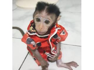 Richard – Male Macaque
