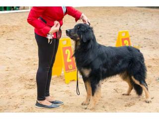 Dog Training Service in Agra