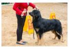 Dog Training Service in Agra