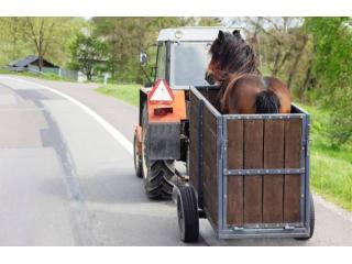 Professional Horse Freight Services in Adelaide | Proworld Logistics