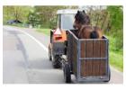 Professional Horse Freight Services in Adelaide | Proworld Logistics